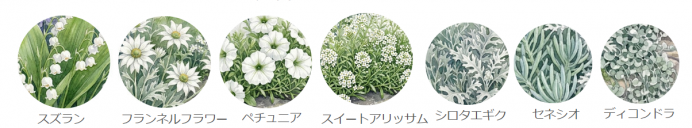 白い花