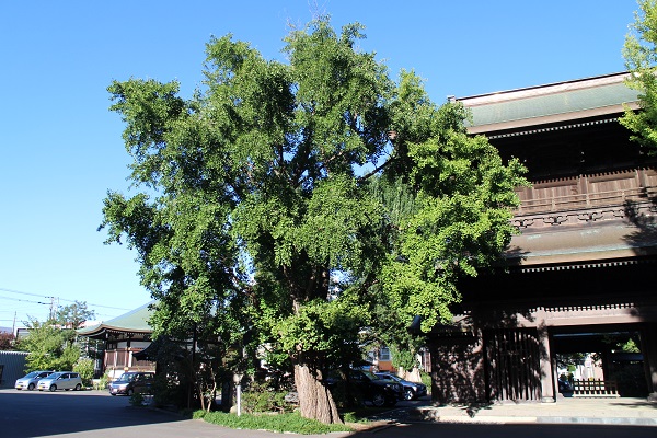 大覚寺