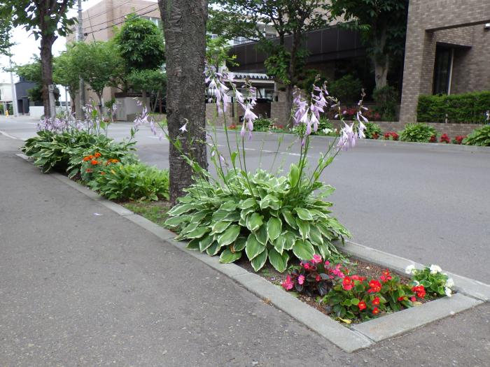 幌西第15分区町内会のます花壇