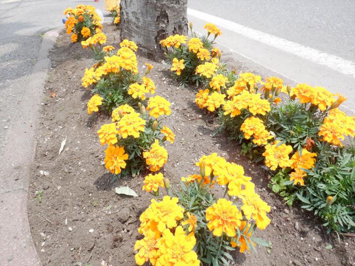 北都町内会のます花壇