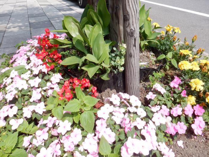本郷商店街振興組合のます花壇