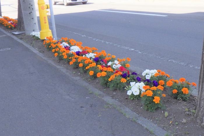 豊平第11分区町内会のます花壇