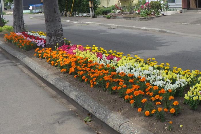 十五島町内会のます花壇