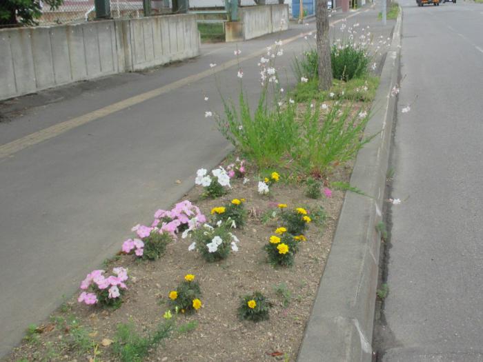 新発寒第一町内会のます花壇