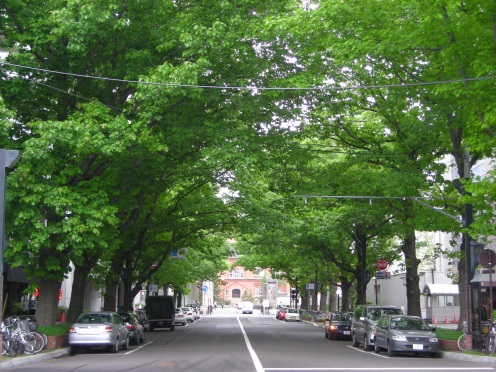 さっぽろの街路樹 札幌市