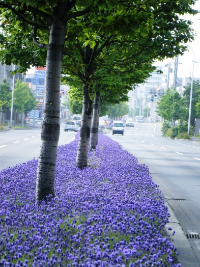 さっぽろの街路樹 札幌市