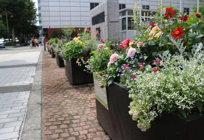 令和8年度本庁舎前おもてなし花壇の写真(その2)