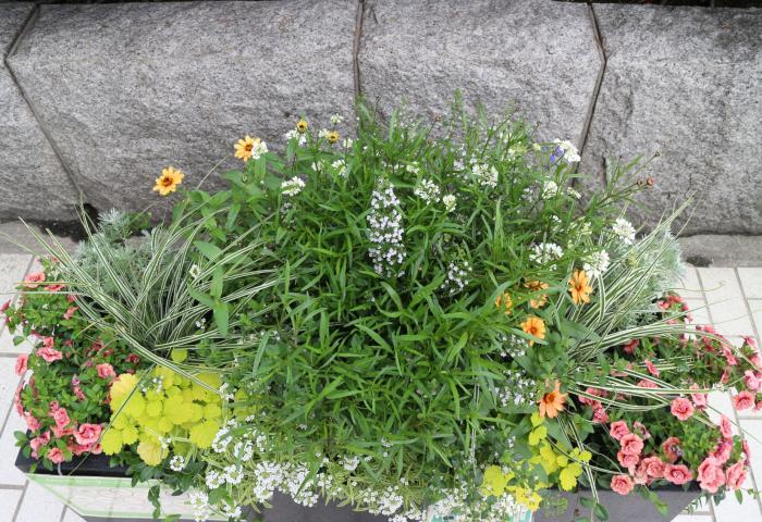 AMAサポーターズ倶楽部の花壇
