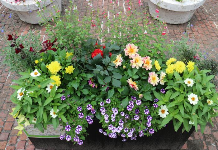豊平公園花とハーブの会の花壇