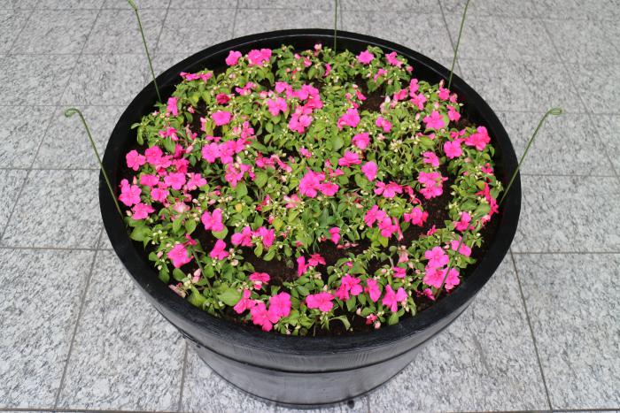 花壇の様子1