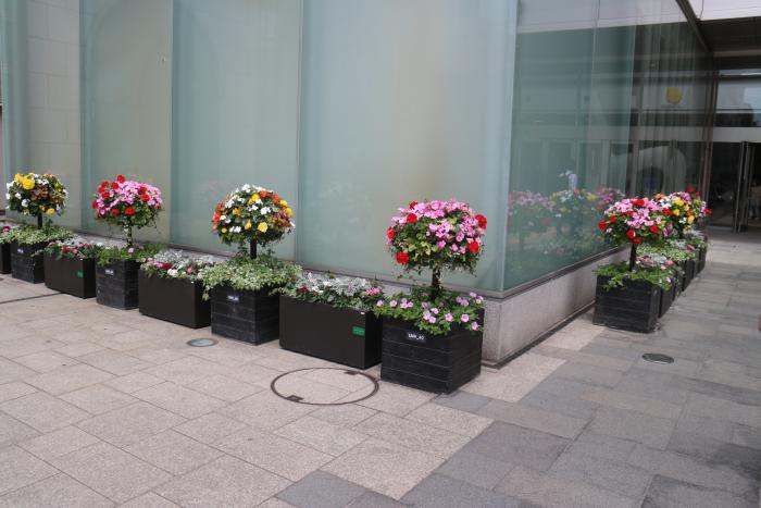 令和6年度南口おもてなし花壇写真1