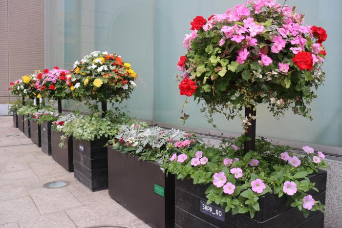 令和6年度南口おもてなし花壇写真2