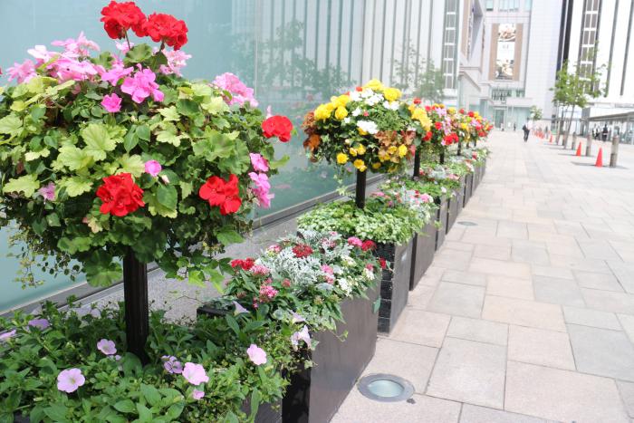 令和6年度南口おもてなし花壇写真4