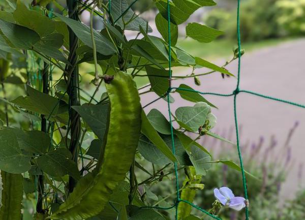 緑のカーテン設置状況3（豊平公園）