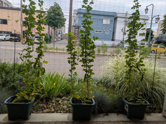 緑のカーテン設置状況4（豊平公園）