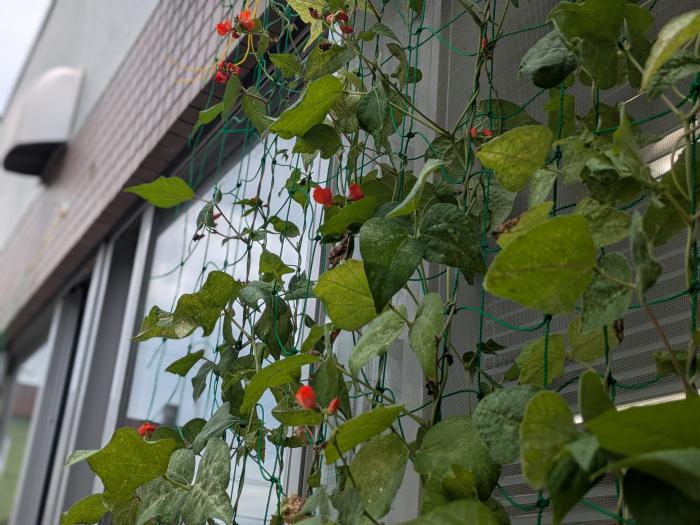 緑のカーテン設置状況6（もいわ地区センター）