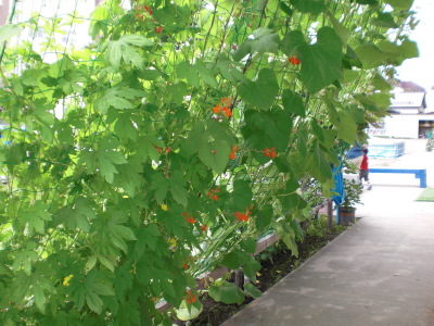 緑のカーテンの写真：花豆のカーテン