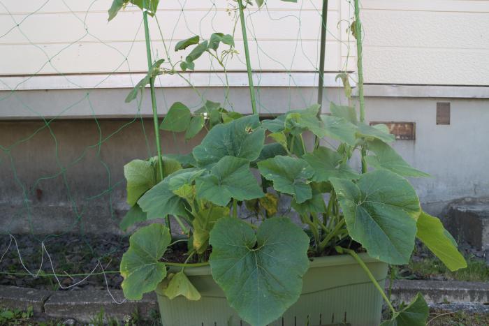 緑のカーテン設置状況1（厚別西児童会館）