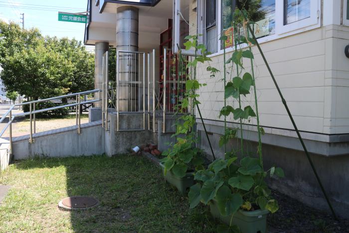 緑のカーテン設置状況1（厚別西児童会館）