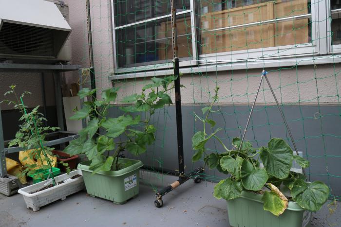 緑のカーテン設置状況8（マミーポッケ）