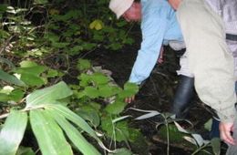 澄川都市環境林での水生昆虫調査1