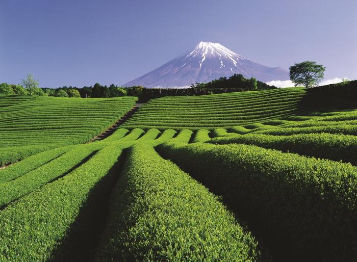 茶畑と富士山