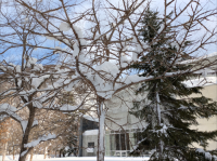 木に積もる雪