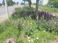 ロードメイク_2023_花壇設置