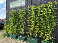 greencurtain