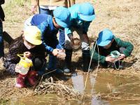 サケの稚魚を放流する様子1