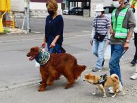 パトロールに参加した犬たち