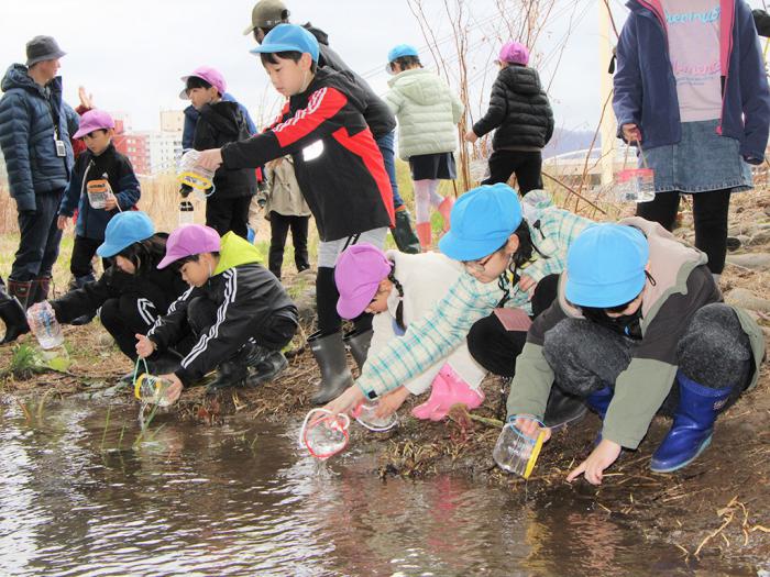 サケの稚魚を放流する様子1
