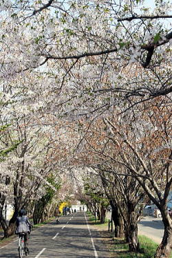 画像：万生公園前の桜