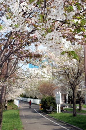 画像：ふれあいの並木道の桜