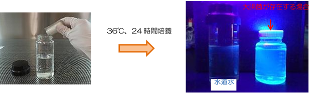 写真1：検査する水に培地を加え36℃で24時間培養した後、写真2：水に紫外線ランプを当てると、水道水については蛍光がみられないのに比べ、大腸菌が存在する水については蛍光を示します。
