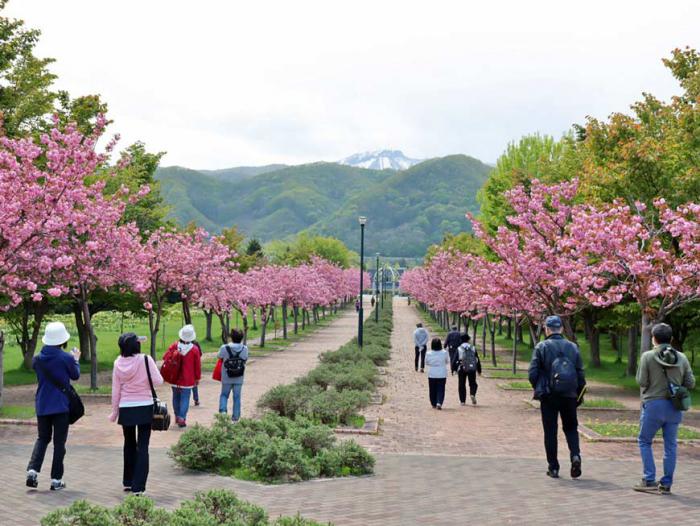 星観緑地で桜を楽しむ参加者の様子