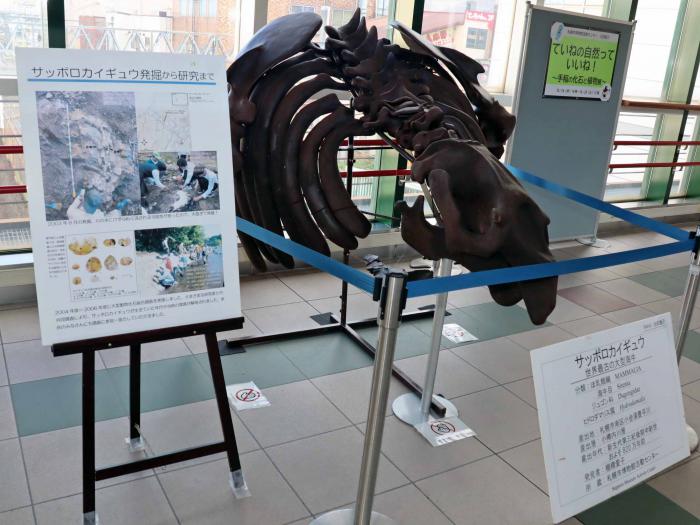 サッポロカイギュウの復元骨格標本