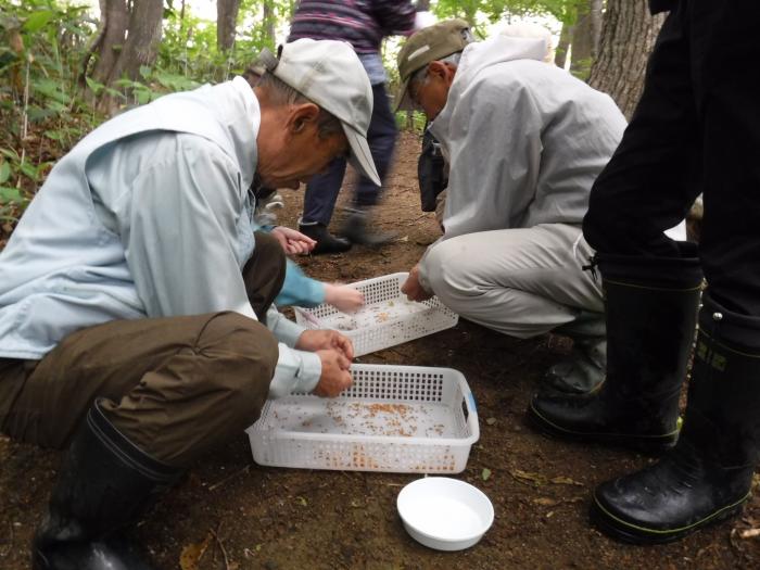 令和元年度稲穂ひだまり公園カタクリの種まき会3