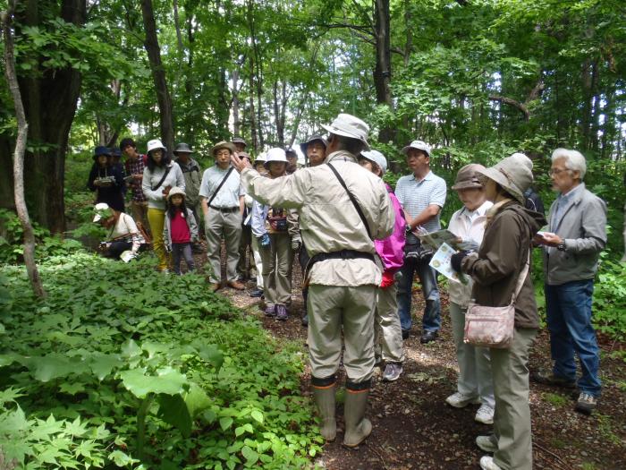 2015年5月31日富丘西公園自然観察会の様子5