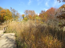 10月26日富丘西公園保全作業ススキ刈込前の状況