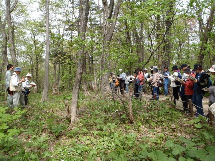 2015年5月3日稲穂ひだまり公園自然観察会の様子1