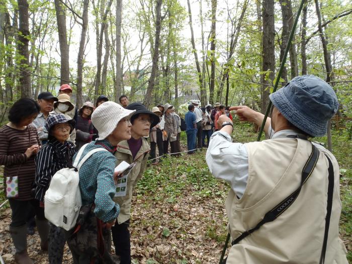 2015年5月3日稲穂ひだまり公園自然観察会の様子2