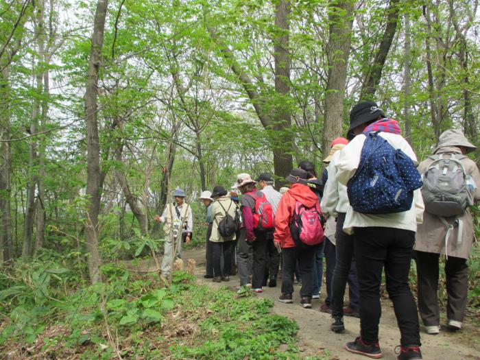 2015年5月3日稲穂ひだまり公園自然観察会の様子4