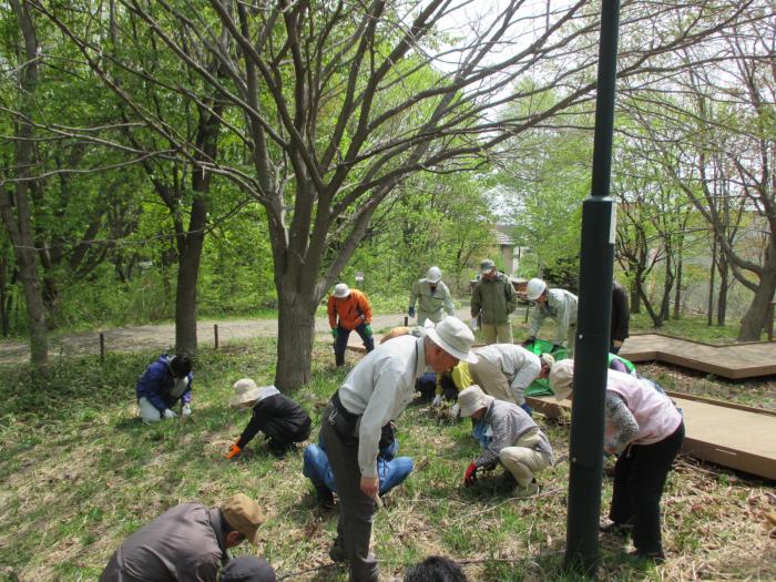 2015年5月3日富丘西公園保全作業の様子3