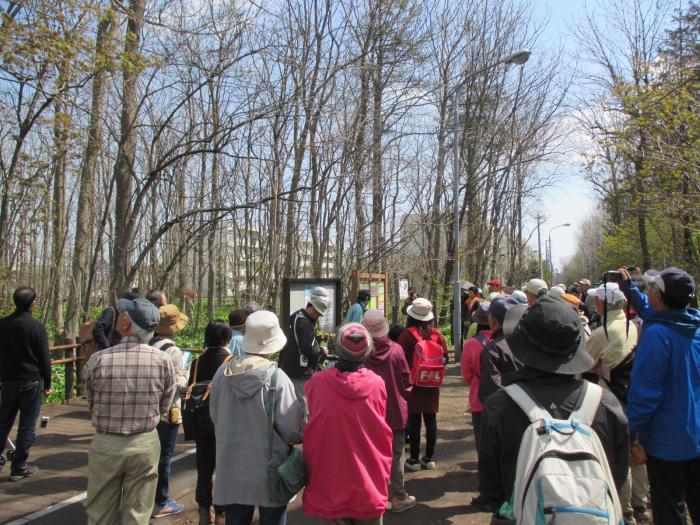 2016年4月24日星置緑地自然観察会の様子1