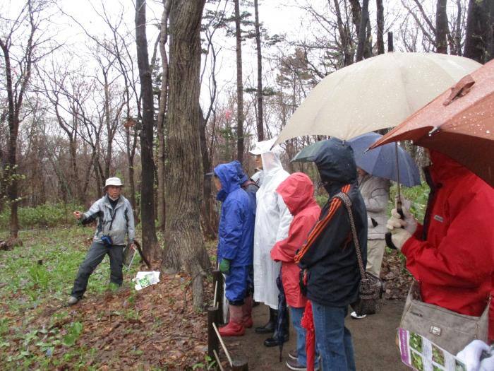 2016年4月29日稲穂ひだまり公園自然観察会1