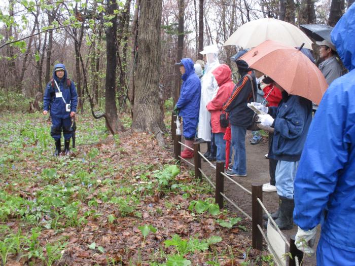 2016年4月29日稲穂ひだまり公園自然観察会2