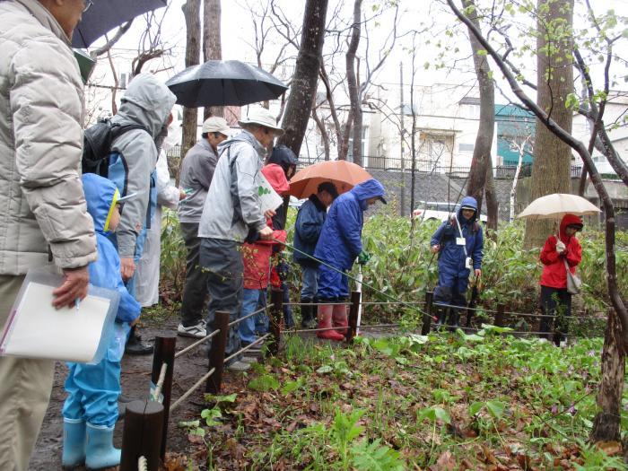 2016年4月29日稲穂ひだまり公園自然観察会3