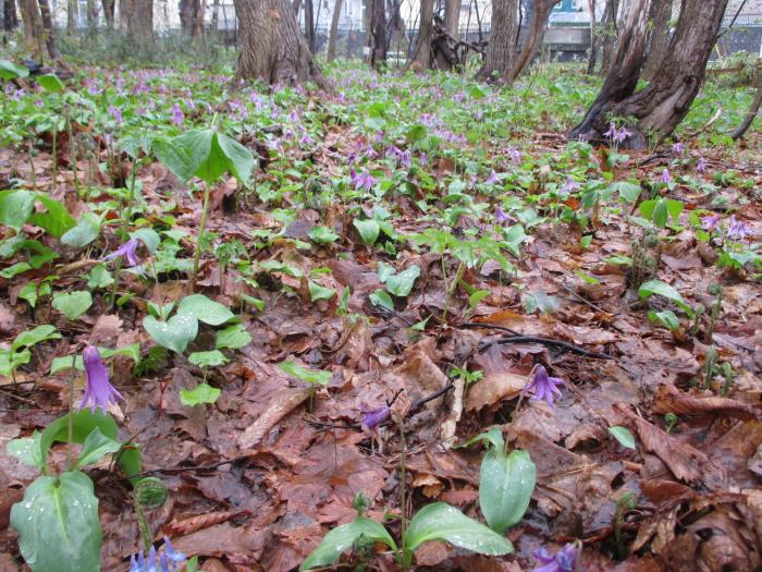 2016年4月29日稲穂ひだまり公園自然観察会7