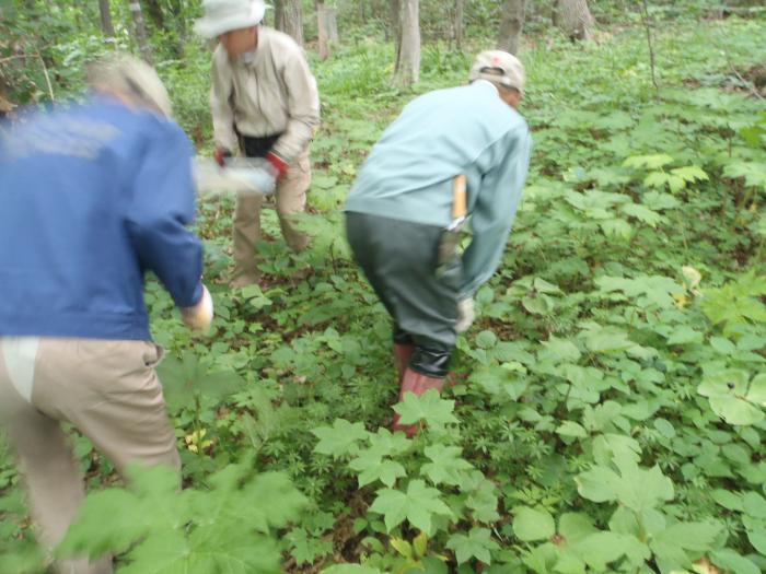 2016年6月16日稲穂ひだまり公園保全作業1